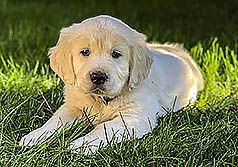 Nala of Golden Dreams
